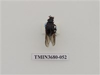 藏品(埋葬蟲)的圖片